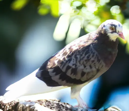 Blue Check Pied White Flight Roller Pigeon
