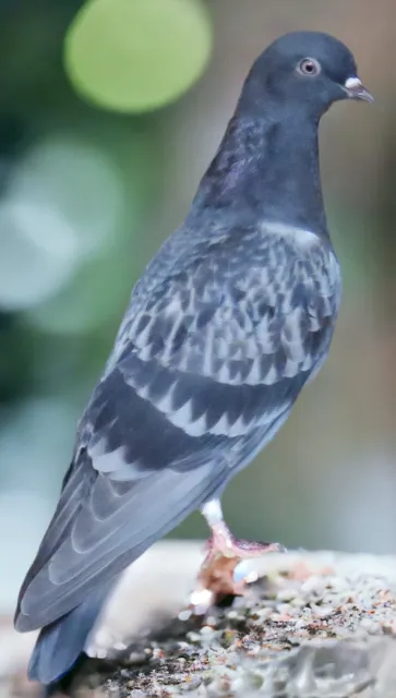 Blue Check Roller Pigeon