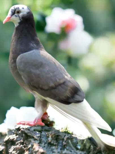 Blue Recessive Bar Pied White Flight Roller Pigeon