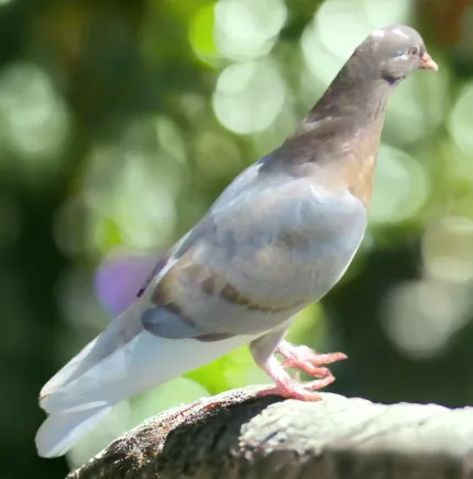 Blue Recessive White Flight Roller Pigeon