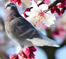 Blue White Bar Roller Pigeon