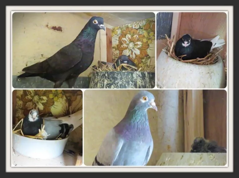 Breeders Collage-1