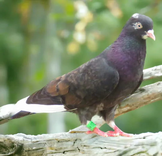 Chestnut Grizzle-2 Roller Pigeon