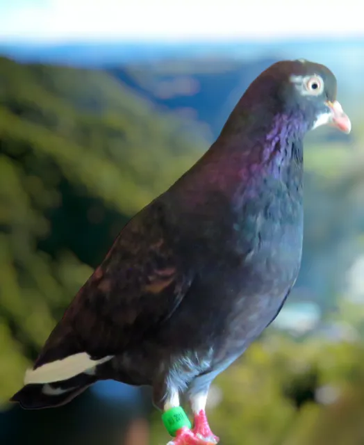 Chestnut Grizzle Roller Pigeon