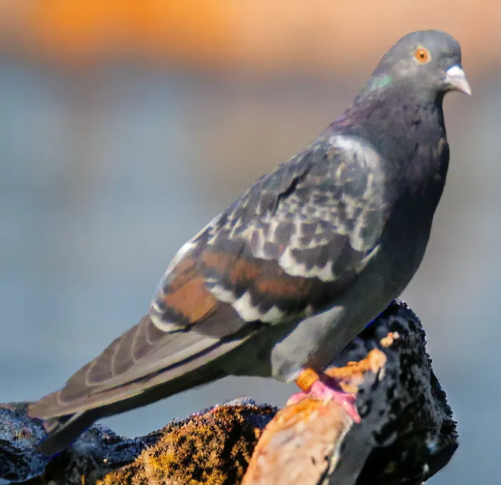 Chestnut Recessive Bar Blue Check-Roller Pigeon