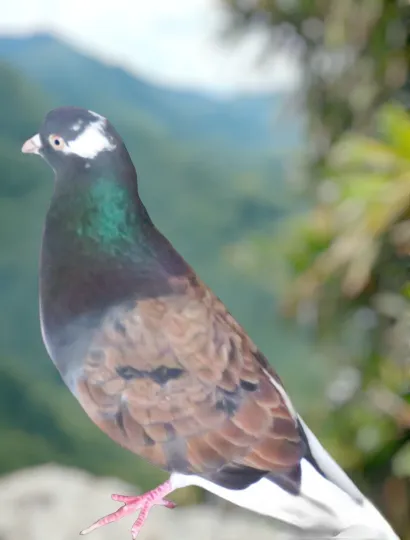 Chestnut Colored Roller Pigeon