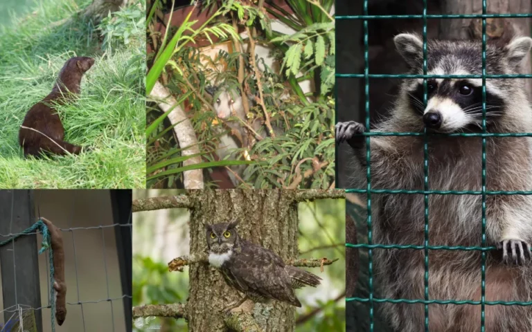 Critters-Owl, Raccoon, Possum, Mink, Weasel
