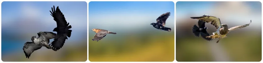 Crow-Driving-Hawk-Out