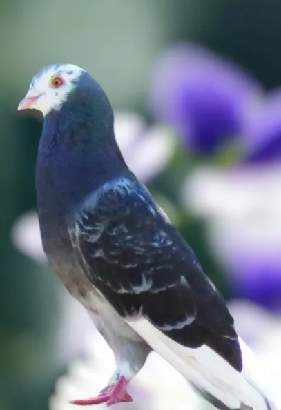 Dark Check Pied White Flight-Roller Pigeon