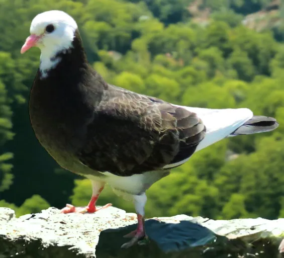 Dark Check Bald Pied White Flight Roller Pigeon