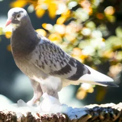 Dark Check Pied White Flight Feather Foot Roller Pigeon