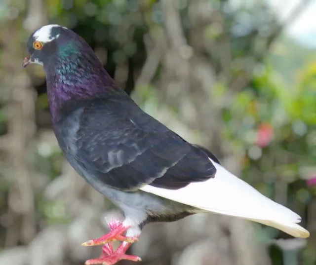 Dark Check Pied White Flight Roller Pigeon