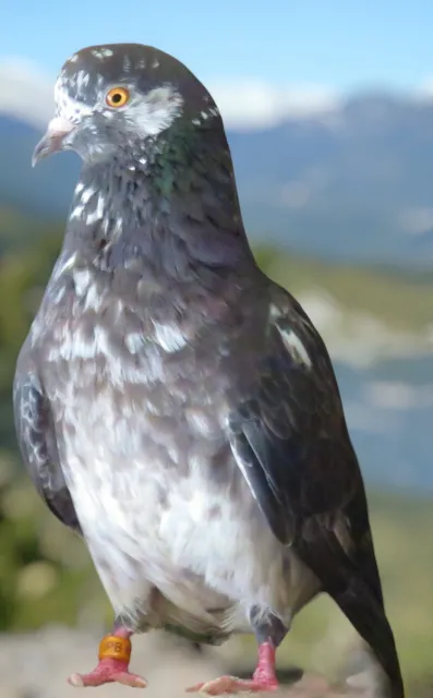 Dark Grizzle Roller Pigeon