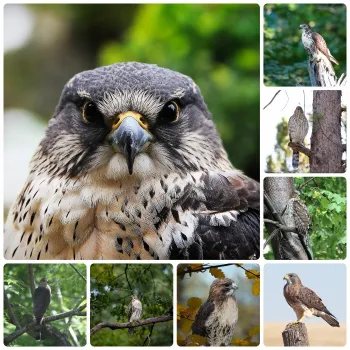 Different kinds of Hawks.