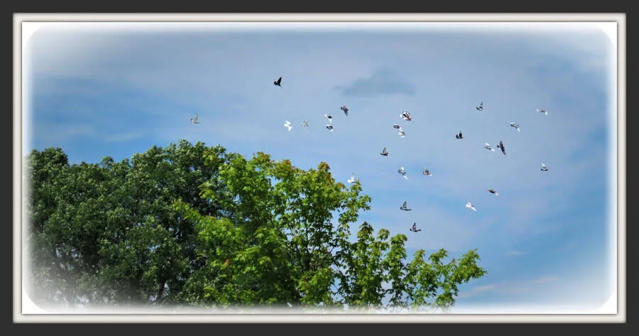 Roller Pigeons flying around Yard
