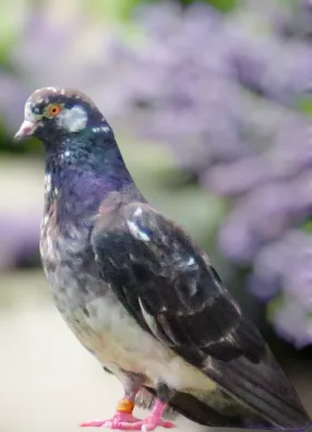 Grizzle-2 Roller Pigeon