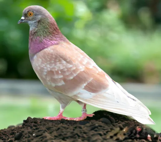 Grizzle Red Check-Roller Pigeon