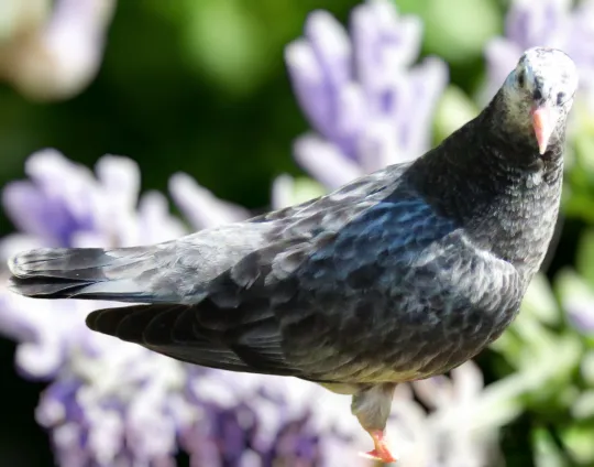Grizzle Roller Pigeon