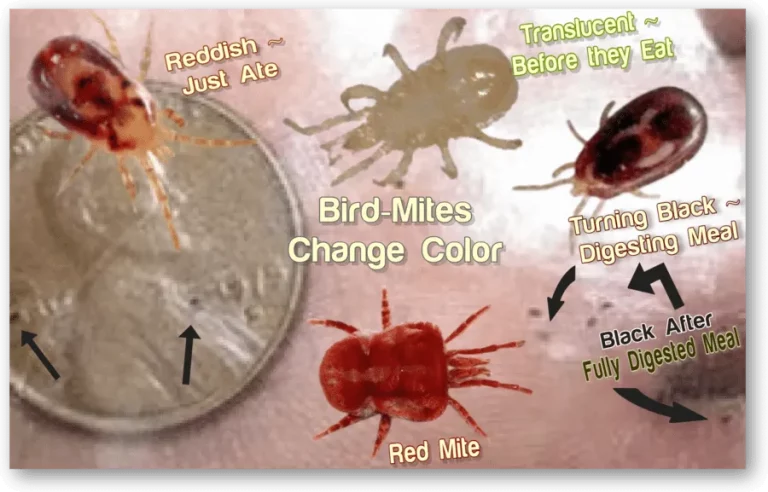 Image of What Bird Mites Look Like