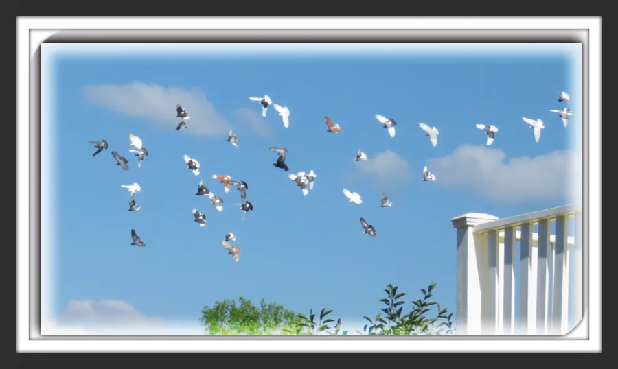 Roller Pigeon Kit Flying By House