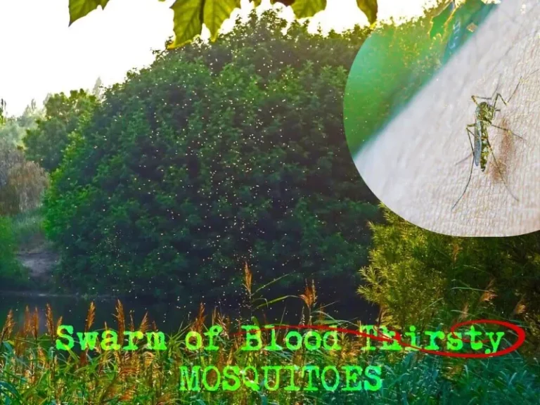 Mosquito Swarm Post