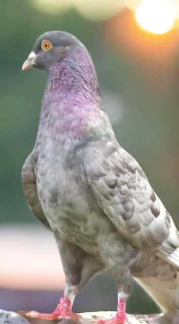 Opal Abalone-2 Roller Pigeon
