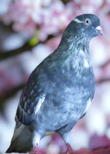 Opal Abalone-3 Roller Pigeon