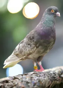 Opal Abalone Roller Pigeon