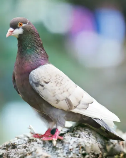 Opal Champagne White Flight-2 Roller Pigeon