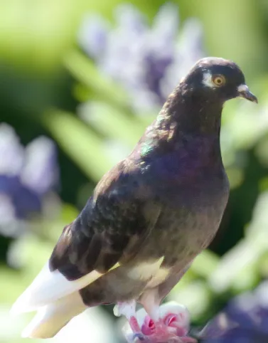 Recessive Check White Flight Roller Pigeon