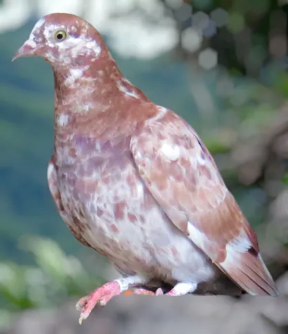 Red Grizzle-2-Roller Pigeon