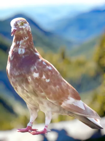 Red Grizzle-4 Roller Pigeon