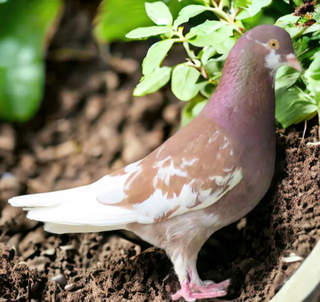 Red Mott-2 Roller Pigeon