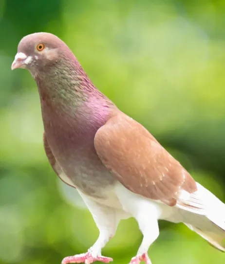 Red White Flight-Roller Pigeon
