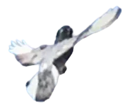 Roller Just Lifting off to Fly