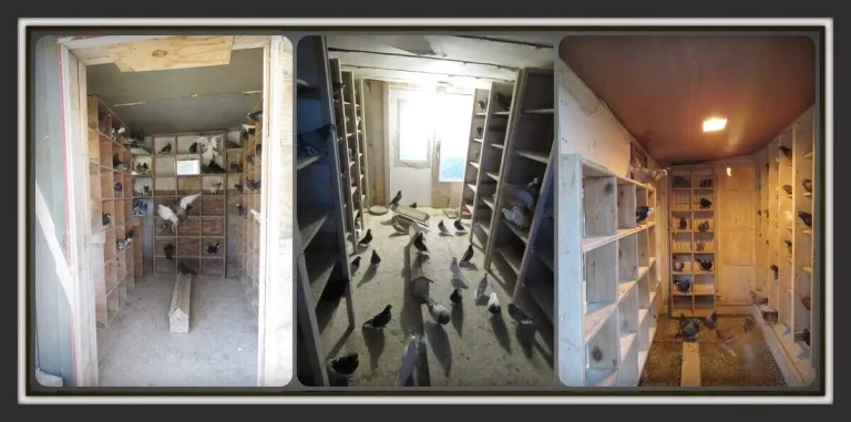 Roller Pigeon Lofts-Multi Coops Keeping them Clean
