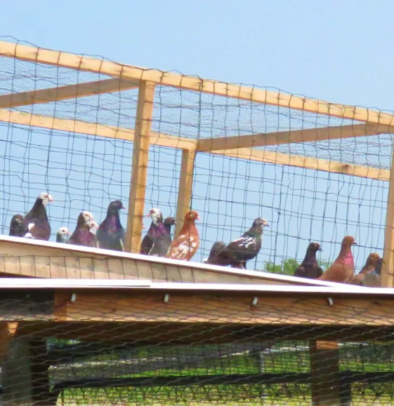 Roller pigeons learning their surroundings in a nursery cage