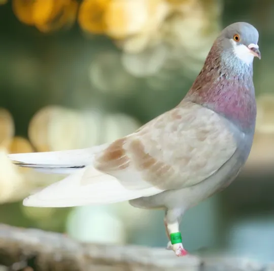 Silver Mealey Roller Pigeon