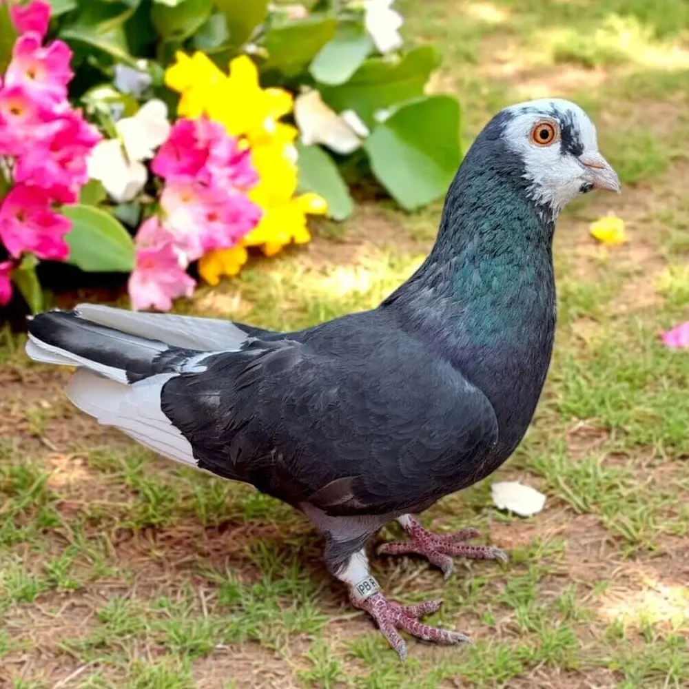 Single Bird #7
