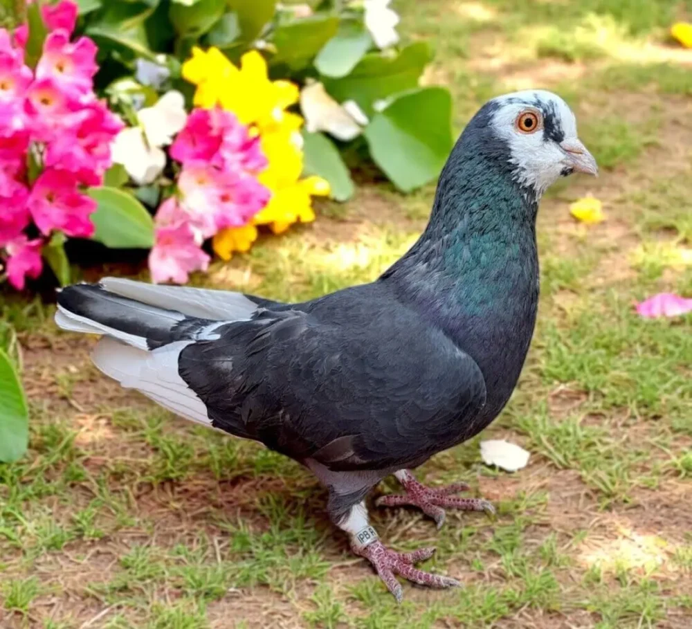 Single Bird #7