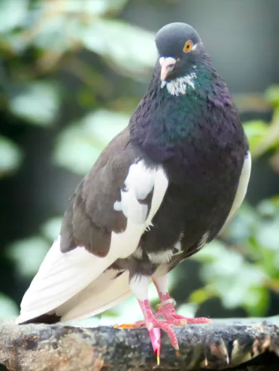 Slate White Flight Roller Pigeon