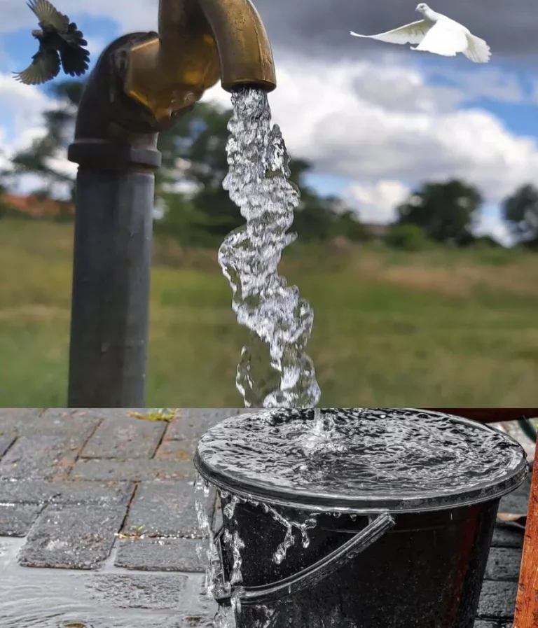 City water+Well water+Drinking water for pigeons