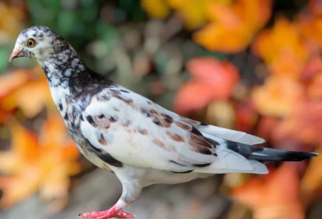 White Grizzle Roller Pigeon